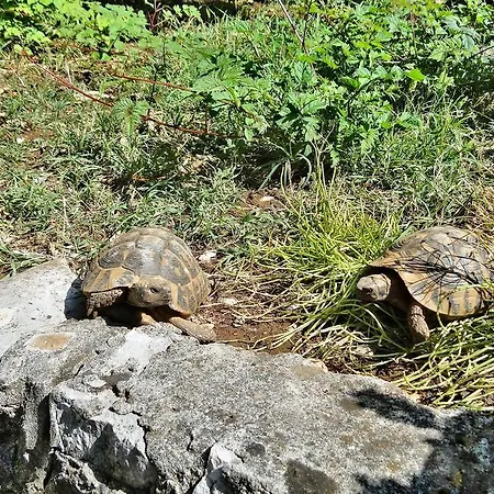 Holiday Tedo Ferienhaus *