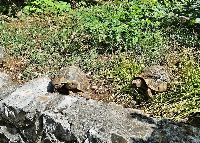 Holiday Tedo 度假居 *